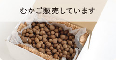 むかご販売しています むかご販売しています