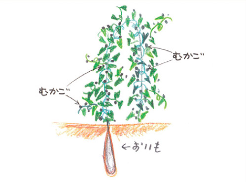 むかごの図