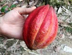 CACAO